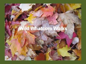 Wild Whatcom Walks WILD THINGS Children need the