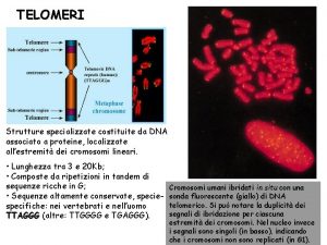 TELOMERI Strutture specializzate costituite da DNA associato a