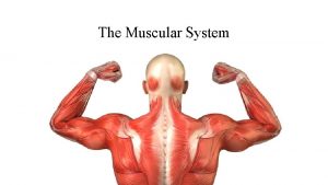 The Muscular System Function of Muscles Produce movement