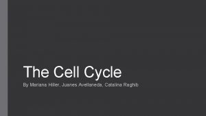 The Cell Cycle By Mariana Hiller Juanes Avellaneda