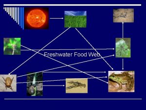 Freshwater Food Web by Angelina Cambero Water spiders