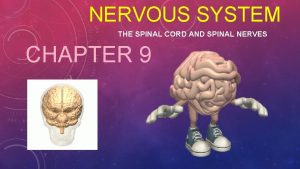 NERVOUS SYSTEM THE SPINAL CORD AND SPINAL NERVES