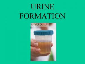 URINE FORMATION 2 Reabsorption 1 Filtration 3 Secretion