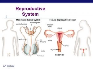 Reproductive System AP Biology Reproductive hormones Testosterone HORMONE