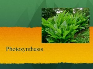 Photosynthesis Why is Photosynthesis important Makes organic molecules