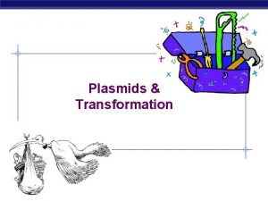 Plasmids Transformation AP Biology Bacteria Bacteria review onecelled