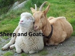 Sheep and Goats Agriscience Mr Bailey How many