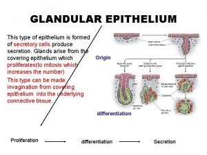 GLANDULAR EPITHELIUM This type of epithelium is formed