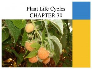 Plant Life Cycles CHAPTER 30 Flowering Plant Reproduction