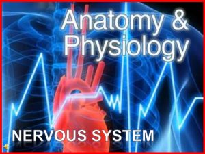 The nervous system consists of two divisions the