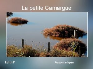 La petite Camargue EP Edith P Automatique Au