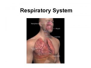 Respiratory System Includes mouth trachea lungs Function allows