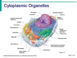 Cytoplasmic Organelles Figure 3 4 Copyright 2003 Pearson