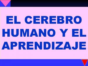 EL CEREBRO HUMANO Y EL APRENDIZAJE El aprendizaje