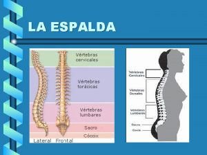 LA ESPALDA LA ESPALDA LA ESPALDA LA ESPALDA