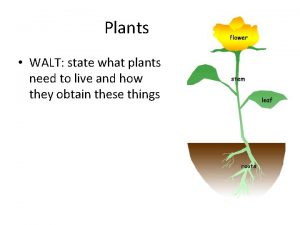 Plants WALT state what plants need to live