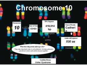 Chromosome 10 DNA Sequence Chromosome 10 419 014