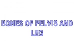 Ilium Pubis Ischium The pelvis is made of