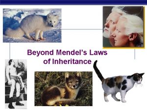 Beyond Mendels Laws of Inheritance AP Biology Extending