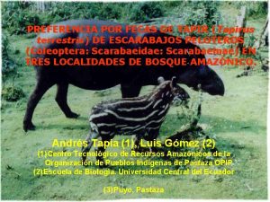 PREFERENCIA POR FECAS DE TAPIR Tapirus terrestris DE