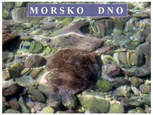 MORSKO DNO Morsko dno je nalik Na boino