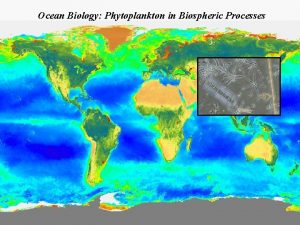 Ocean Biology Phytoplankton in Biospheric Processes Chlorophytes Euglenophytes