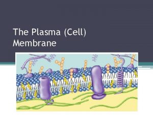 The Plasma Cell Membrane Plasma Membrane Maintaining Balance