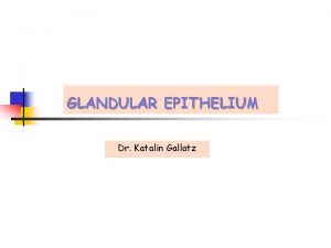 GLANDULAR EPITHELIUM Dr Katalin Gallatz FUNCTION AND TYPES