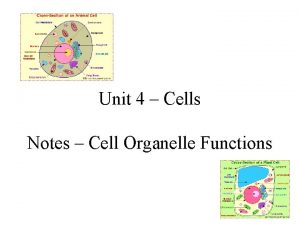 Unit 4 Cells Notes Cell Organelle Functions As