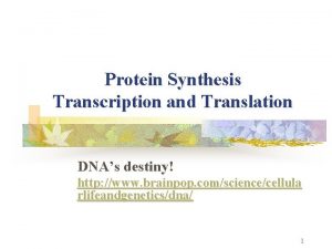 Protein Synthesis Transcription and Translation DNAs destiny http