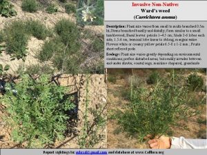 Invasive NonNative Wards weed Carrichtera annua Description Plant
