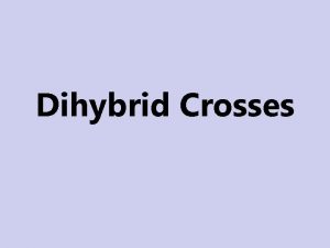 Dihybrid Crosses What are dihybrid crosses Dihybrid crosses