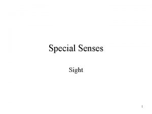 Special Senses Sight 1 Sense of Sight The