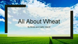 All About Wheat By Bridie and Caitlin Wendt