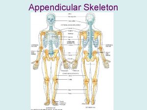 Appendicular Skeleton Appendicular Skeleton Contains 126 bones between