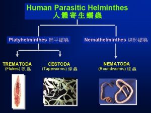 Human Parasitic Helminthes Platyhelminthes TREMATODA Flukes CESTODA Tapeworms