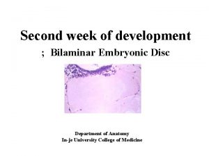 Second week of development Bilaminar Embryonic Disc Department