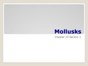 Mollusks Chapter 10 Section 1 Clams oysters scallops
