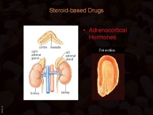 Steroidbased Drugs BIMM 118 Adrenocortical Hormones Adrenocortical Hormones