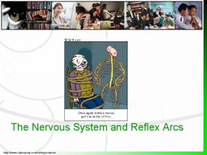 The Nervous System and Reflex Arcs http www