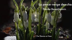 La perceneige des cham Nre Beauchemin Par Nanou