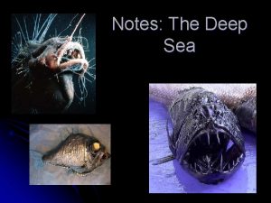Notes The Deep Sea Zones of the Ocean
