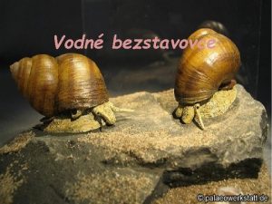 Vodn bezstavovce Bezstavovce nemaj vntorn kostru Vo vodnom