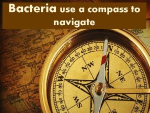 Bacteria use a compass to navigate Presented by