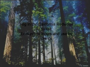 Fog in the California Redwood forest Ecosystem inputs