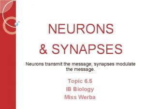 NEURONS SYNAPSES Neurons transmit the message synapses modulate