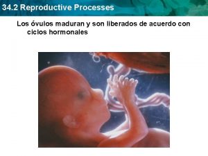 34 2 Reproductive Processes Los vulos maduran y