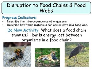 Disruption to Food Chains Food Webs Progress Indicators