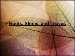 Roots Stems and Leaves Roots 2 Types of
