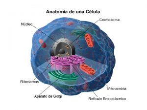 DOGMA DE LA BIOLOGA MOLECULAR Enunciado por el